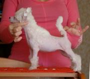 Китайская собака,  продаются щенки,  голые