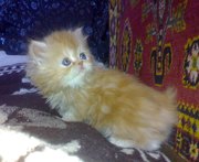 персидских котят красного окраса