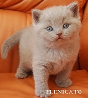 Британские котята от Elenicat