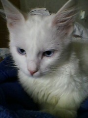 Белый голубоглазый ангорский котенок