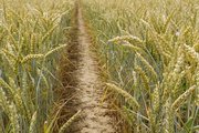 Семена пшеницы озимой  : Жива,  Юбилейная 100,  Антонина,  Баграт