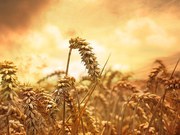 Семена пшеницы озимой  : Краса Дона,  Станичная,  Лидия