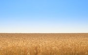 Семена пшеницы озимой  : Донская Лира,  Магия,  Миссия,  Дон Стар,  Губерн