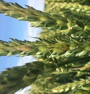 Семена озимой пшеницы Аксинья , Жаворонок,  Кавалерка,  Есаул,  Собербаш,  