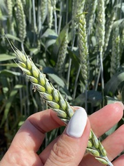 Семена пшеницы озимой Акапелла  Арсенал Армада Бумба Багира